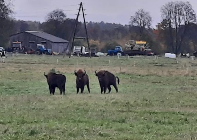 Latgalē ganās no Baltkrievijas ieklīduši sumbri