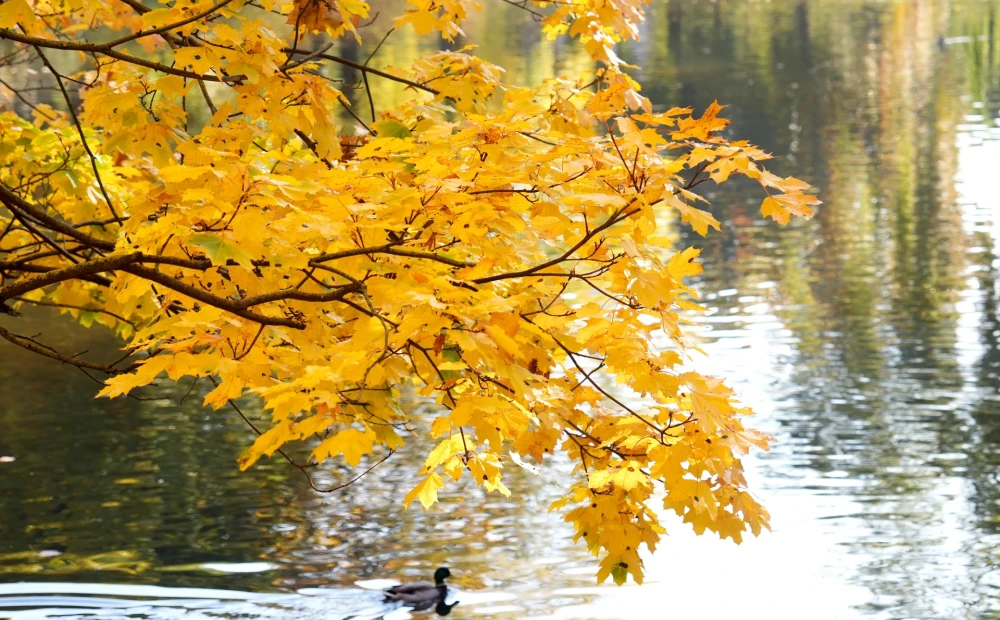 On Wednesday the weather will become sunnier and much cooler