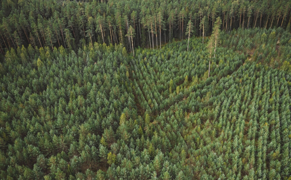 Latvijā mežu pietiks