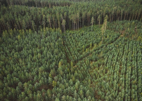 Latvijā mežu pietiks