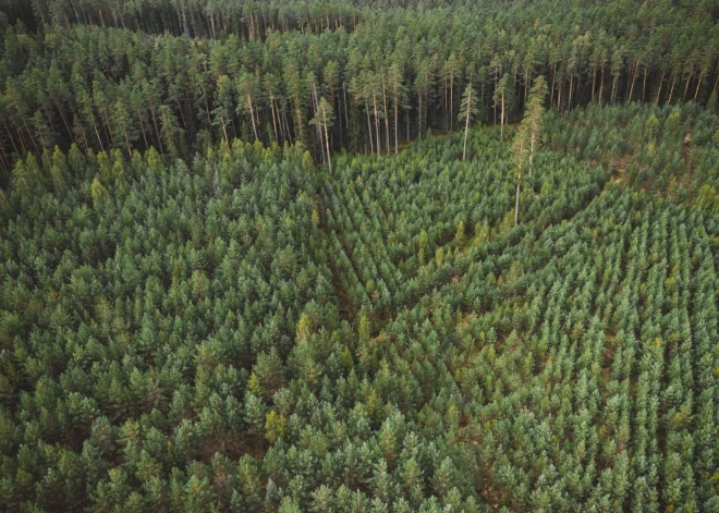 Latvijā mežu pietiks