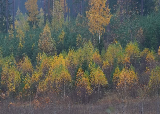 Piektdiena būs pārsvarā mākoņaina, vietām nedaudz līs