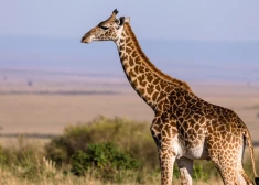 Žirafe Dienvidāfrikas izklaides parkā nogalina mazu bērnu