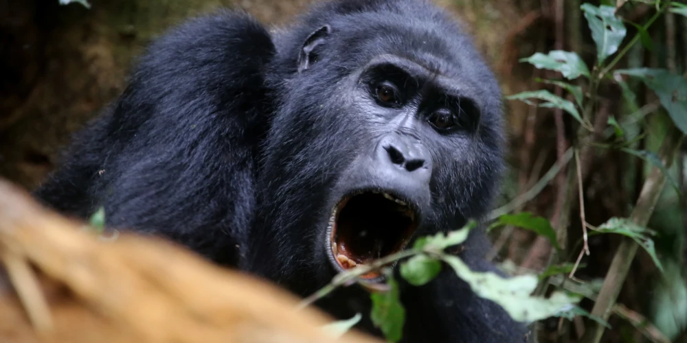 Kalnu gorilla ir viena no apdraudētākajām sugām. Ugandas mežos atlicis tikai ap 1000 šo gudro pērtiķu.