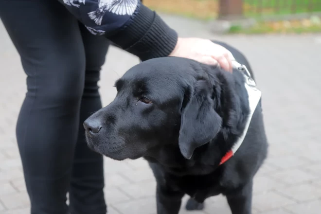 Rīdziniece Lolita Korjapina (49) ir redzes invalīde, un ikdienā viņu pavada suns pavadonis, labradoru meitene Zuze.
