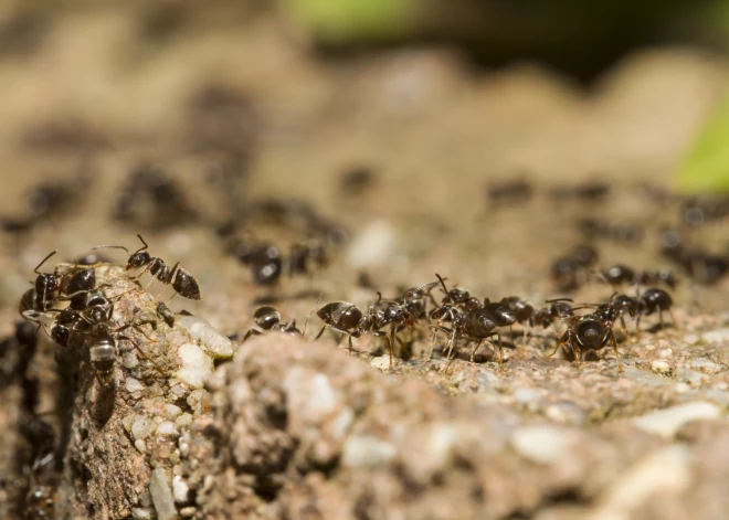 Kā no šausmu filmām. Lietuviešu fotogrāfs iegūst pasaules slavu, parādot skudras seju neticamā tuvplānā