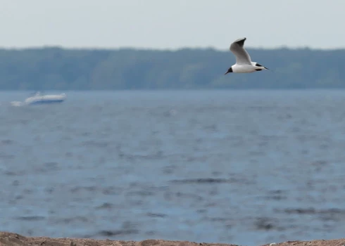 Seismologi 20. un 21.oktobrī bija fiksējuši zemūdens sprādzienus pie Krievijas pilsētām Primorskas un Viborgas. 