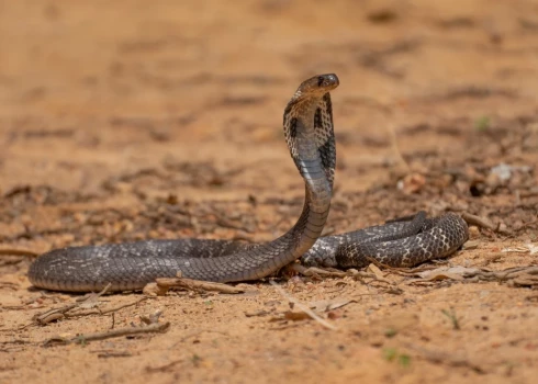 Из стокгольмского зоопарка сбежала королевская кобра - ее ищут уже несколько дней
