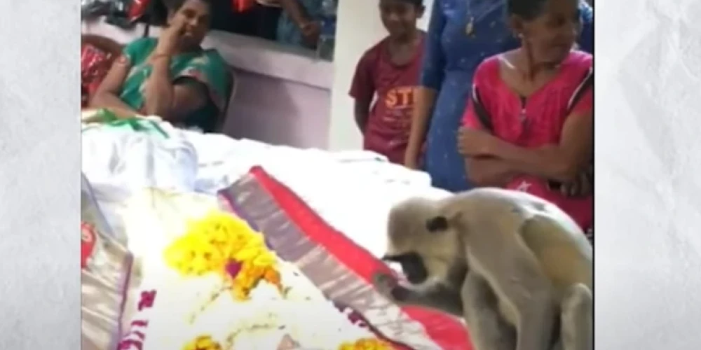 ВИДЕО: печальная обезьяна пришла на похороны человека, который долгие годы кормил ее