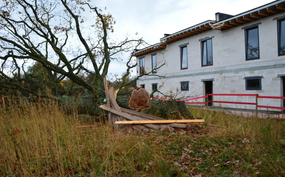 PHOTO: A criminal trial has been initiated in Mārupe for the cutting down of a large tree