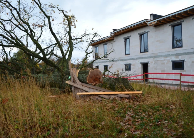 FOTO: par dižozola nozāģēšanu Mārupē sākts kriminālprocess