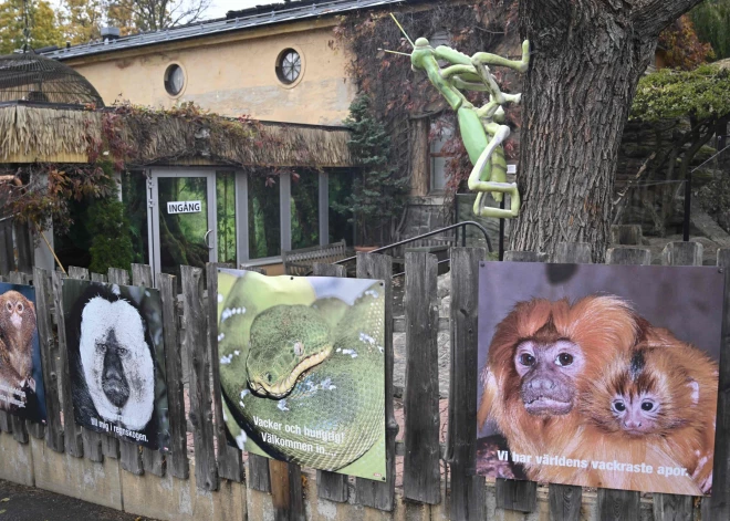 Stokholmas zoodārza terārijā pēc nedēļu ilgas bēguļošanas atgriezusies karaliskā kobra