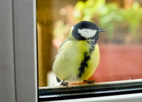 Что означает, когда птица стучит в окно: толкование народной приметы