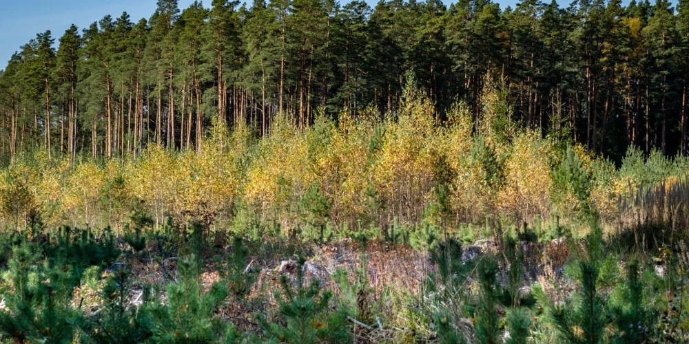 Latvijas valsts meži atskatās uz 23 gados paveikto