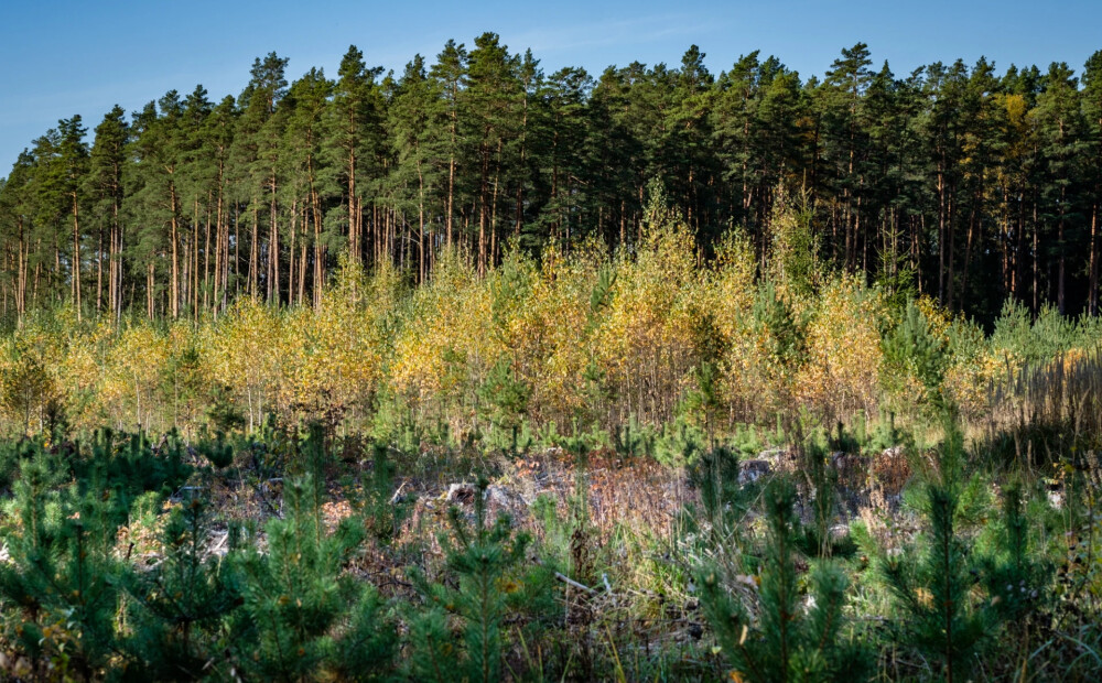 Latvijas valsts meži atskatās uz 23 gados paveikto