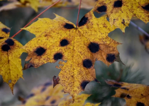 Жители Латвии встревожены обилием черных точек на кленовых листьях.