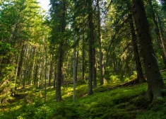 Из-за дефицита газа в Европе возникает угроза лесам