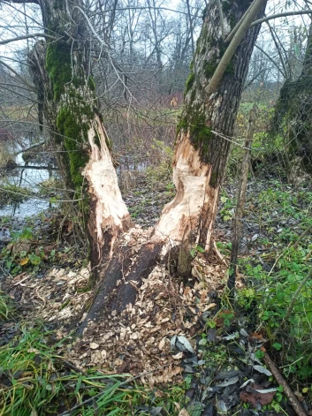 Preiļu parkā arboristu “brīvprātīgo darbu” veic bebri.