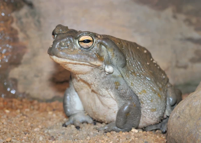 "Пожалуйста, воздержитесь от облизывания": в США просят людей в парках не лизать жаб, вызывающих галлюцинации