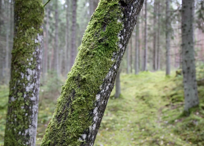 Trešdien līs maz, vairāk nokrišņu būs vakarā