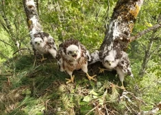 Latvijas mežos sekmīgi ligzdo vistu vanagi 