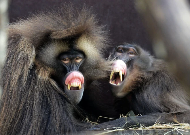 Rīgas zoodārza atraktīvās geladas: uzmet lūpu un klaigā