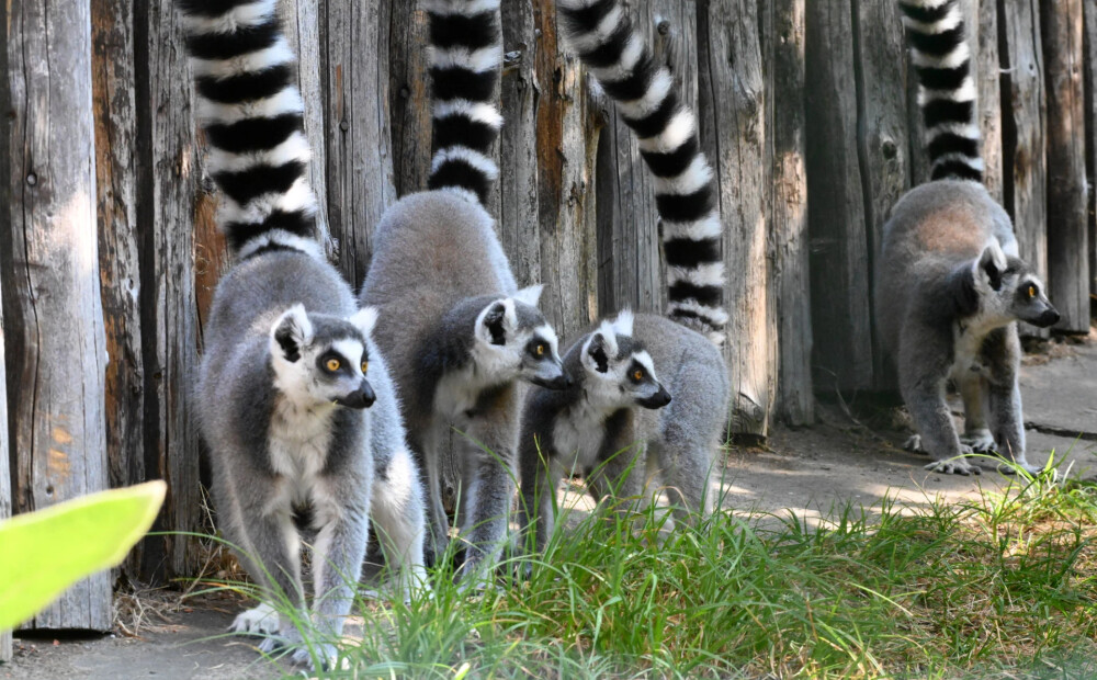 Nedēļas nogalē Rīgas zoodārzā norisināsies radošā darbnīca “Dzīvnieku īpašās spējas”
