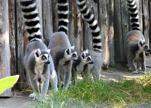 Nedēļas nogalē Rīgas zoodārzā norisināsies radošā darbnīca “Dzīvnieku īpašās spējas”