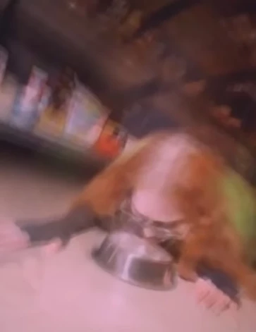 Madonna nometas četrāpus, lai padzertos no suņa bļodas.