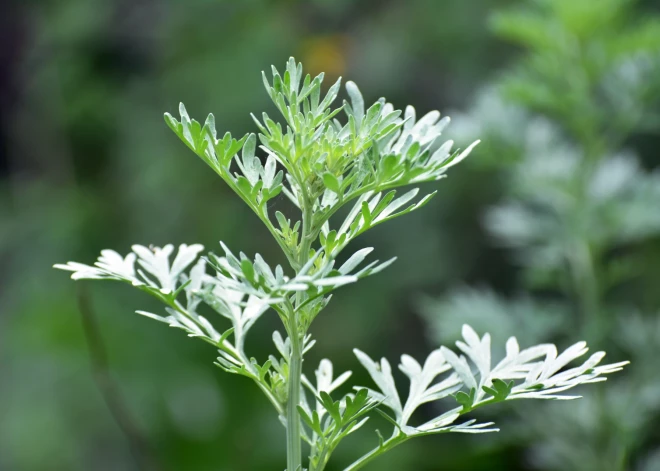 Maģisks augs, kuru katram vērts iestādīt gan dārzā, gan pie mājas