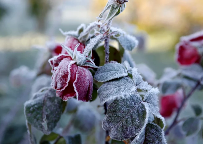 Kad prognozē meteoroloģiskās ziemas sākumu?