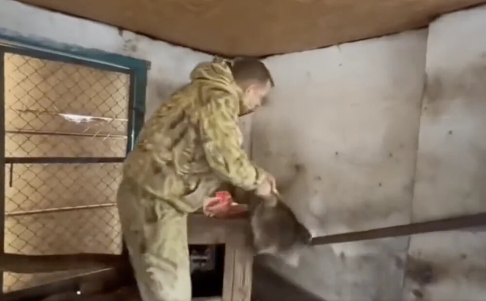 VIDEO: krievu okupanti no Hersonas zoodārza nozog jenotu