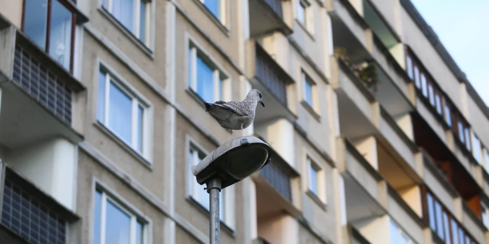 Kaija uz apgaismes lampas un daudzdzīvokļu māja Zolitūdē.