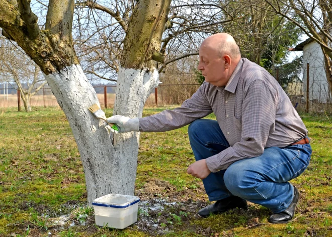 Kāpēc jābalsina augļu koku stumbri?