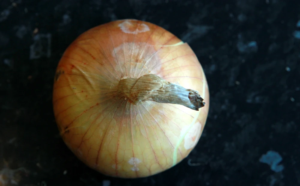 “Ninja of nature”, “gold deposit” or simply onion – both against cancer and for weight loss