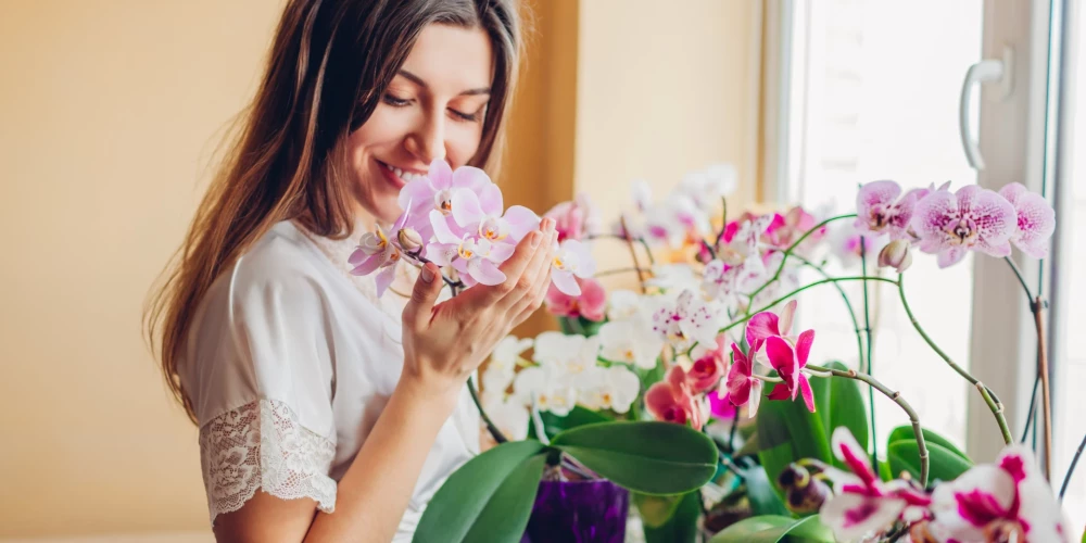 5 iemesli, kāpēc atkārtoti nezied orhidejas