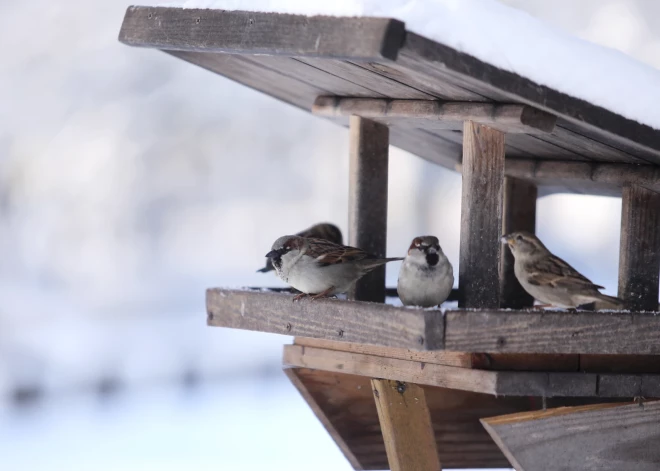 Sestdien gaidāms sniegs un saule, kā arī zemākā temperatūra kopš pavasara