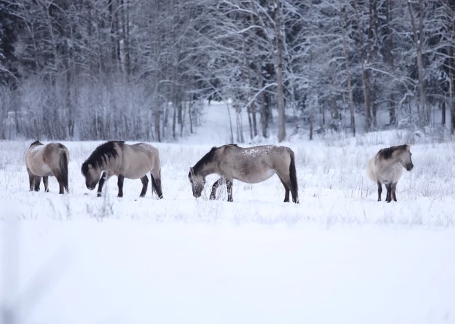 Laika prognoze turpmākajām trīs dienām Latvijai