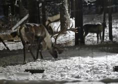FOTO: Rīgas Zooloģiskajā dārzā sākas Ziemas naktis 