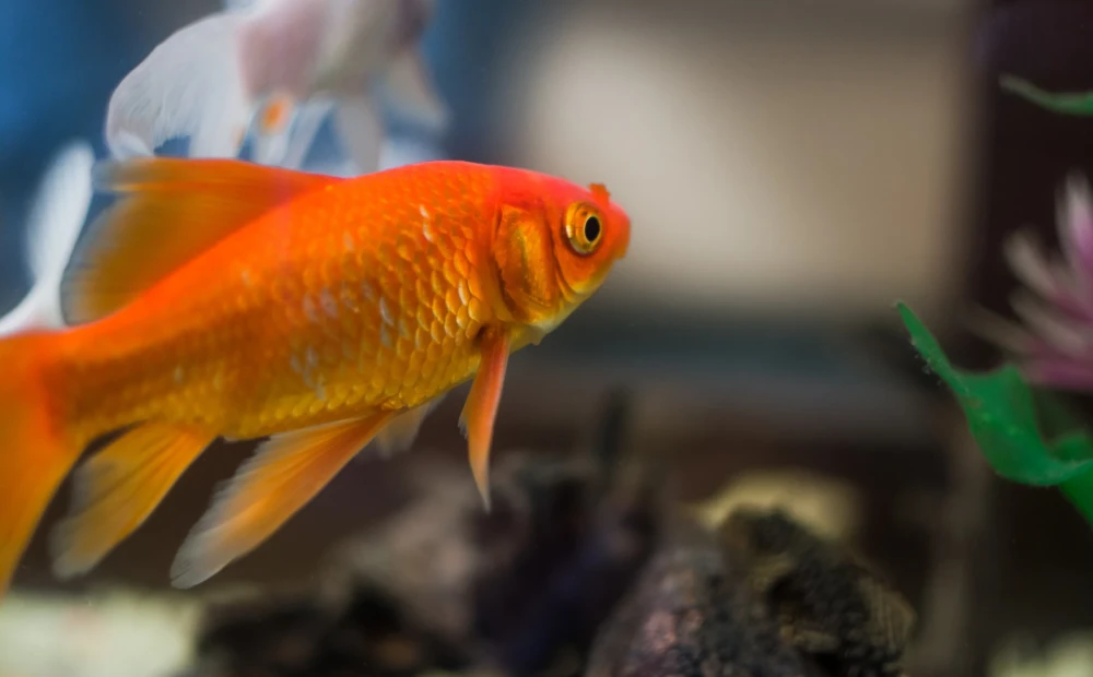 A 30-kilogram goldfish is caught in a lake in France.  PHOTO