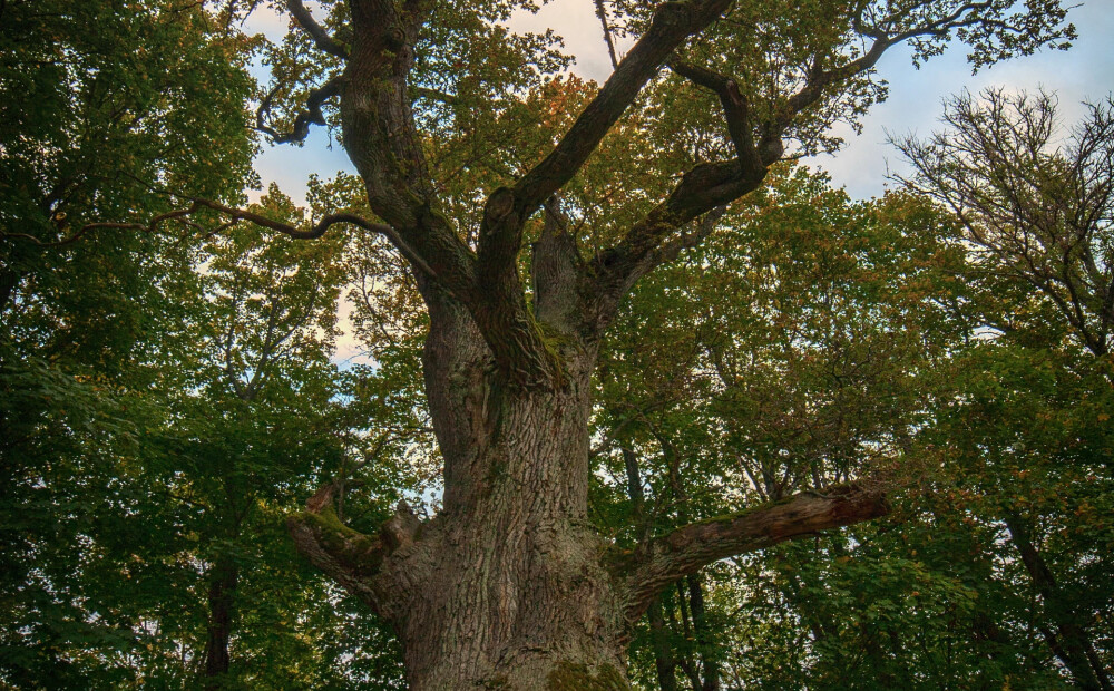 Noskaidrots Eiropas gada koks Latvijā