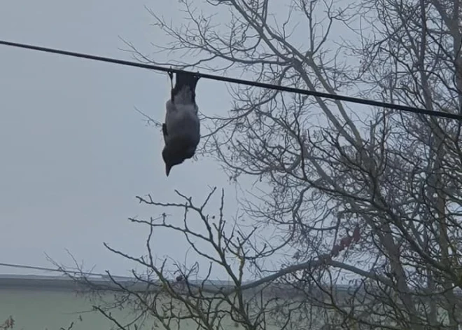 "Что она там делает?": жители Риги в недоумении из-за поведения вороны