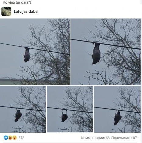 Пост рижанки стал популярным в Facebook