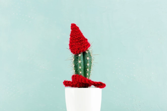 Традицией Кубы считается наряжать вместо привычных всем деревьев кактусы.