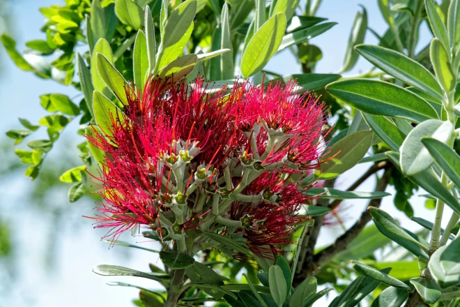 Метросидерос - новогоднее австралийское дерево, которое заменяет привычную нашему глазу елочку.