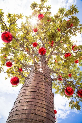   Главный праздничный атрибут в Африке - баобаб.  