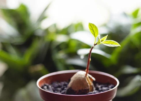 Научное название дерева авокадо — Persea americana