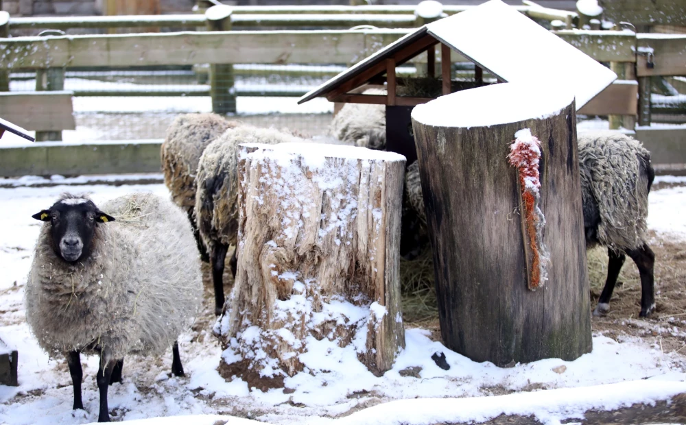 Стоковые фотографии Овцы В Снегу премиум-класса