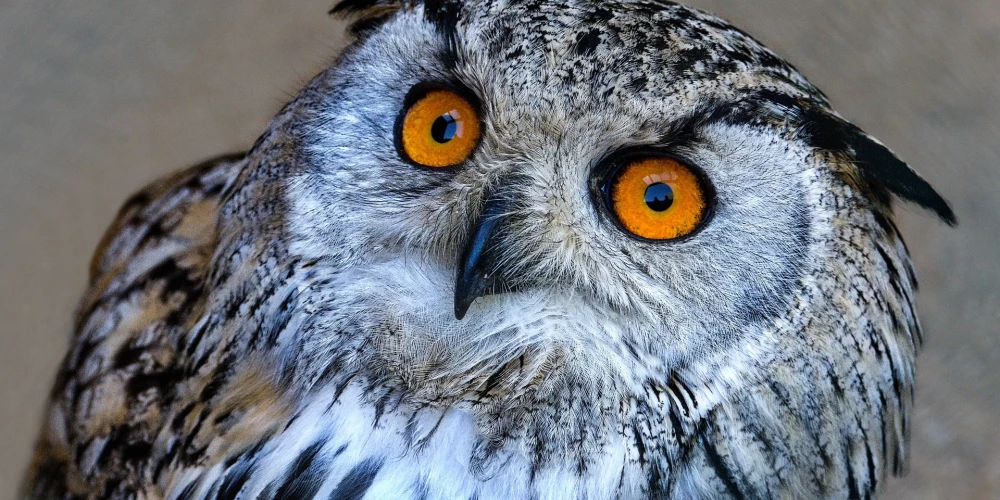 Iepazīsimies! Eirāzijas ūpis jeb latīniski - Bubo bubo!