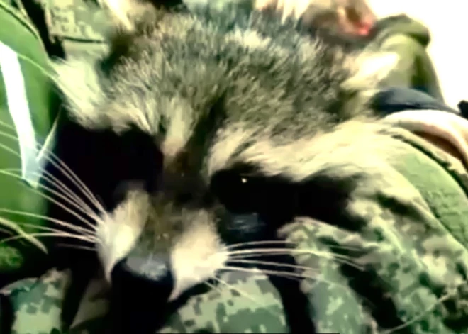 Nolaupītais ukraiņu jenots gūstā sakož krievu okupantu pārstāvi